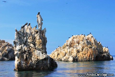 Aves posando en piedra de isla borracha, parque nacional mochima